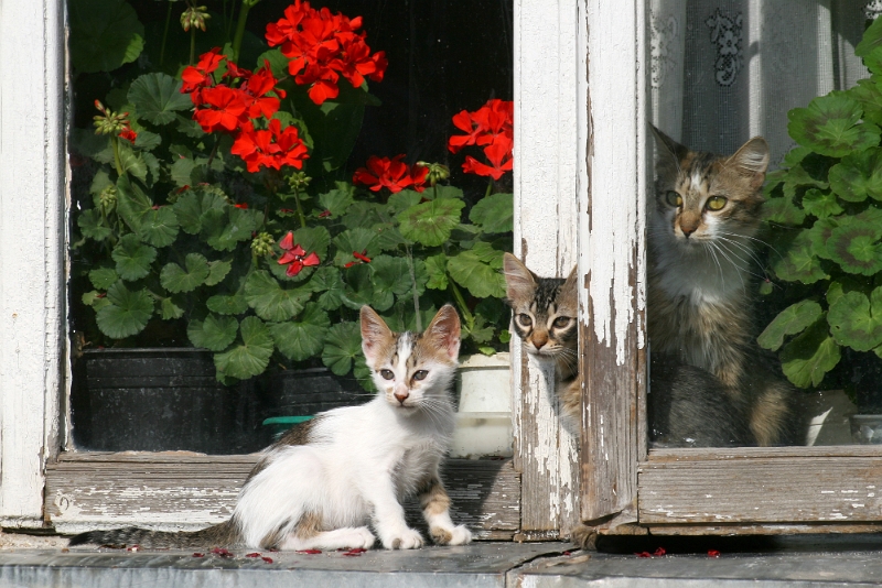 Isabelle Baciu - Unde cine ce.jpg